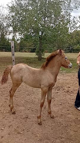 Stallone Camargue In vendita 2026 Grigio