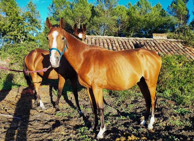 Intero Welsh Part Bred In vendita 2023 Baio ,  GOLDWIN D'EMBETS