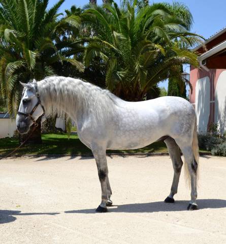 Castrone CDE Caballo Deporte Espanol In vendita 2015 Grigio