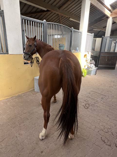 Cavalla Quarter Horse In vendita 2020 Sauro brul&eacute;