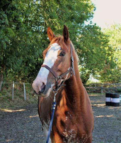 Castrone Welsh Part Bred In vendita 2020 Overo