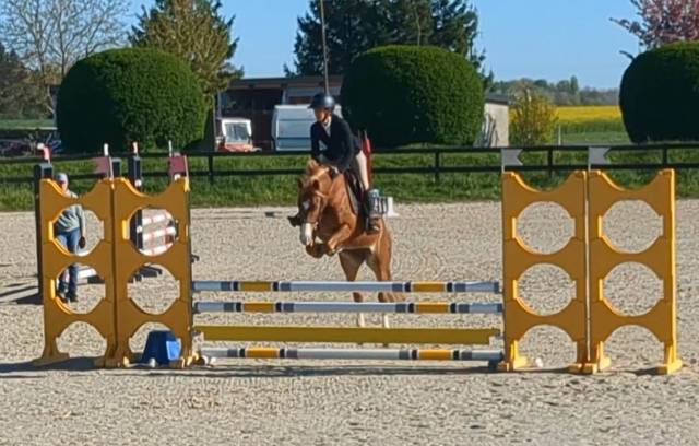 Cavalla PFS Pony Francese da Sella In vendita 2021 Sauro
