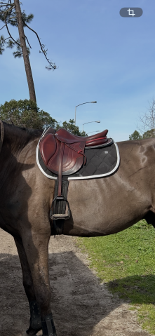 Sella mista CWD  17.5" - 2021