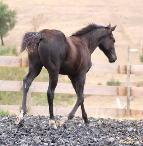 Puledro Paint Horse In vendita 2026 Nero