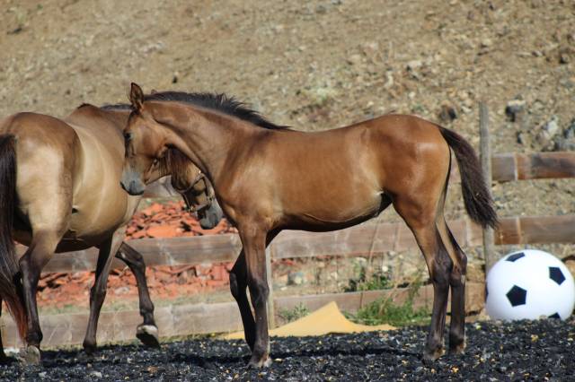 Puledra PRE Andaluso In vendita 2026 Perla