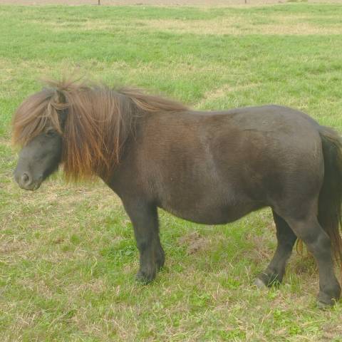 Cavalla Shetland In vendita 2020 Nero