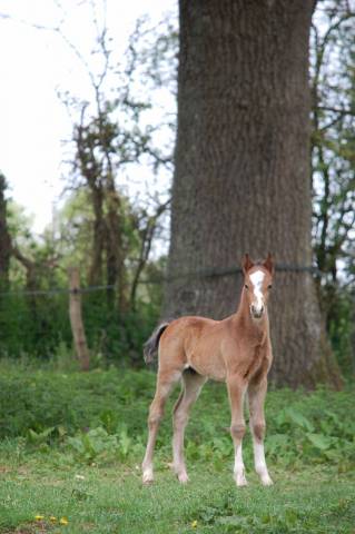 Puledro Welsh Part Bred In vendita 2026 Baio ,  BOOTHSDALE STARFIRE