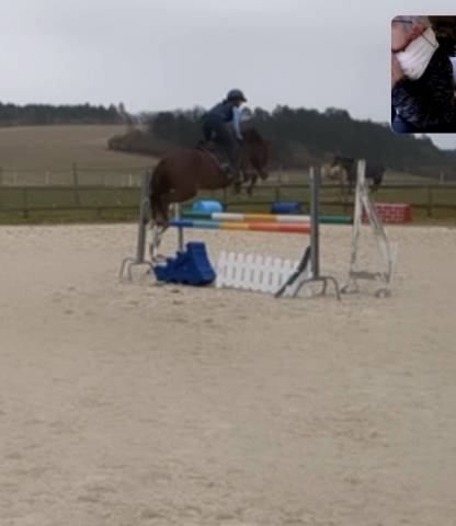 Cavalla New Forest In vendita 2021 Sauro