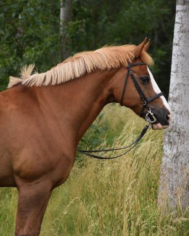 Castrone Cavallo da Sella In vendita 2008 Sauro