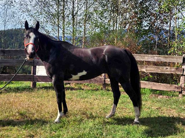 Cavalla Paint Horse In vendita 2021 Overo