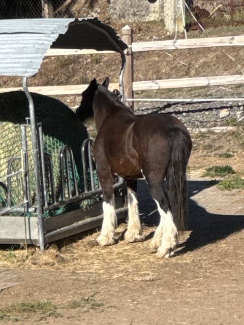 Cavalla Gypsy Cob In vendita 2010 Baio