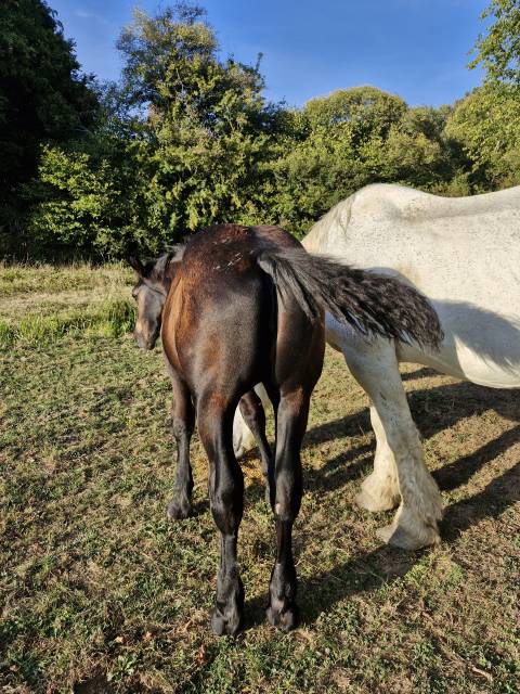 Puledra Percheron In vendita 2026 Nero ,  VIADUC DU BUAT