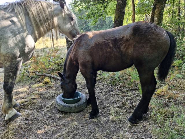 Puledra Percheron In vendita 2026 Nero ,  VIADUC DU BUAT
