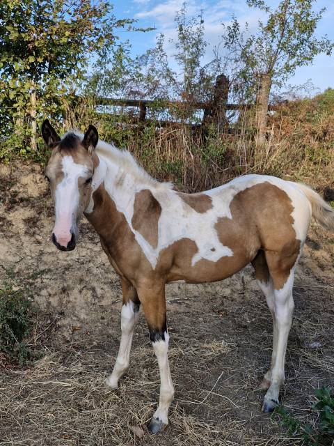 Puledra Paint Horse In vendita 2026 Tobiano ,  EMH TITANS STARFIRMIN