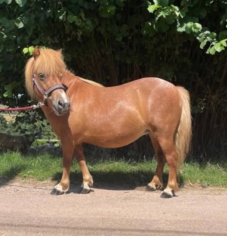 Fattrice Shetland In vendita 2021 Sauro