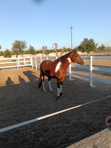 Vendo splendido American Paint horse Castrone
