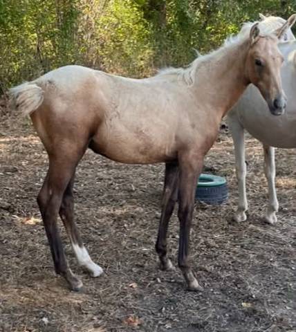 Puledro Sella Francese In vendita 2026 Palomino