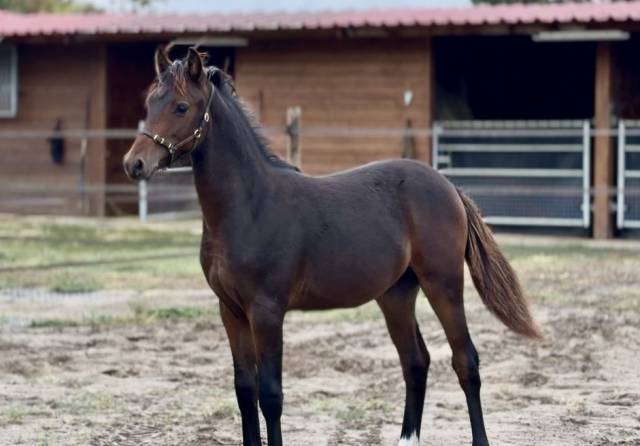 Puledro PFS Pony Francese da Sella In vendita 2026 Baio scuro ,  RM MOST BEAUTIFUL BOY (DRP)