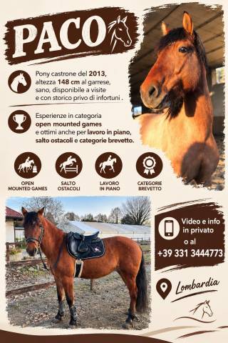 Pony castrone 148 cm, esperto in Mounted Games e salto 