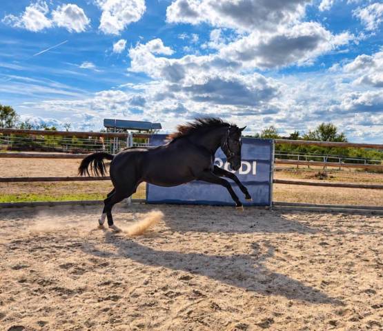 Puledra Paint Horse In vendita 2025 Nero