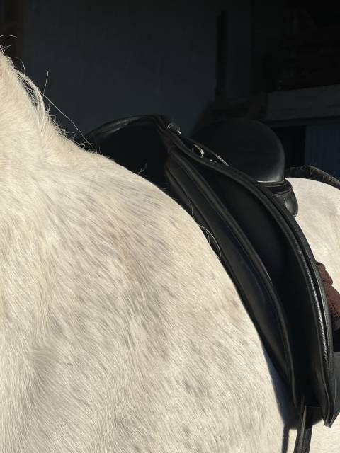 Sella da dressage Bates  17.5" - 2024