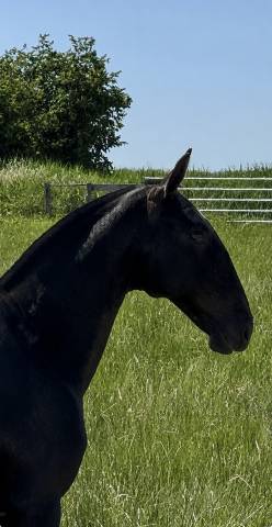Puledra Lusitano In vendita 2025 Grigio ,  Pel&eacute; MBR