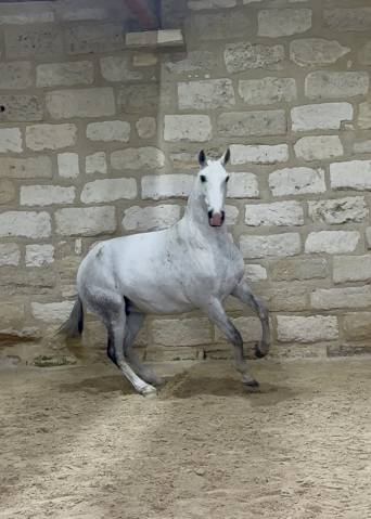 Fattrice Lusitano In vendita 2013 Grigio ,  Riopele SSC