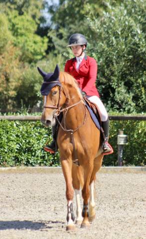 Cavalla sBs Cavallo da Sport Belgio In vendita 2022 Sauro ,  Matisse de mariposa