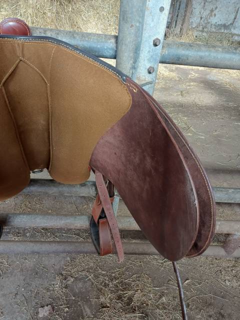 Sella australiana 