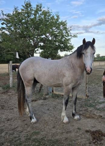 Intero PFS Pony Francese da Sella In vendita 2022 Grigio ,  IDIVADAHO DE BLONDE PFSS
