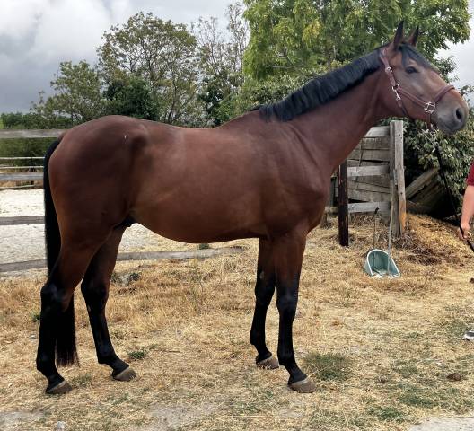 Castrone Sella Francese In vendita 2022 Baio ,  Chacoon Blue