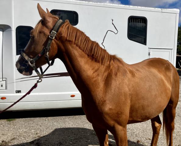 Cavalla PFS Pony Francese da Sella In vendita 2023 Sauro