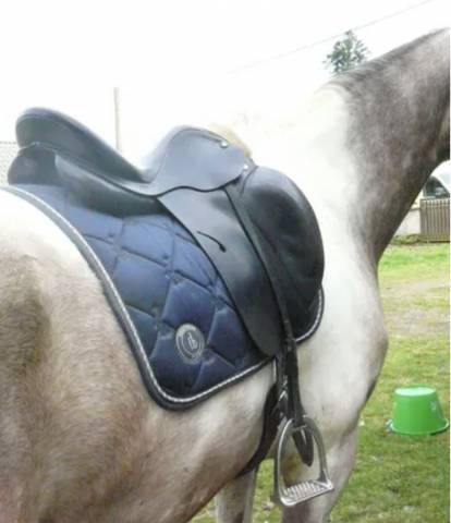 Sella da dressage Prestige Italia  17" - 2020