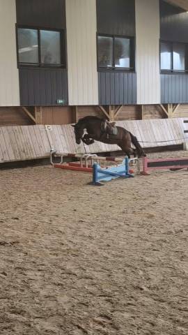 Castrone PFS Pony Francese da Sella In vendita 2023 Baio
