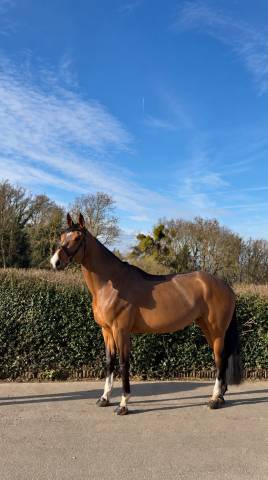 Cavalla BWP Cavallo da Sangue Belgio In vendita 2020 Baio