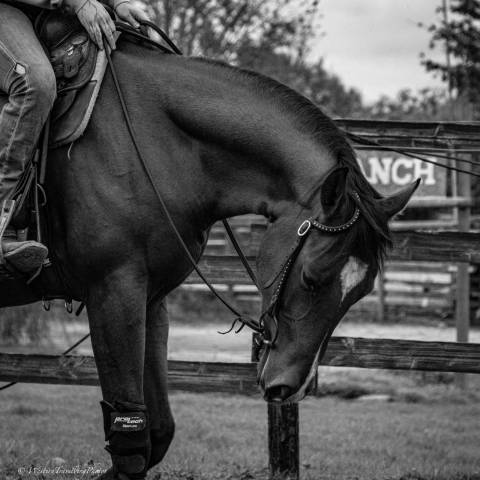 Castrone Paint Horse In vendita 2023 Baio ,  FOREST DU TR