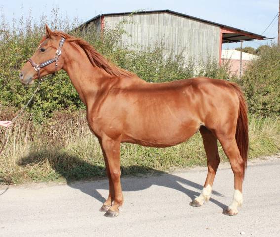 Fattrice Sella Francese In vendita 2010 Sauro ,  ILVIEN DES MIELLES