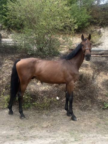 Castrone Zangersheide In vendita 2019 Baio