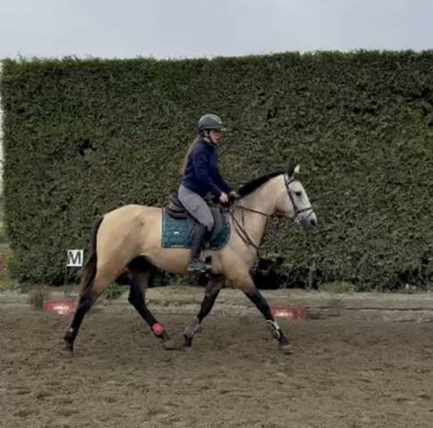 Castrone PRE Andaluso In vendita 2023 Isabella