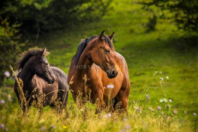 Propriet&agrave; equestre In vendita Bouches-du-Rh&ocirc;ne
