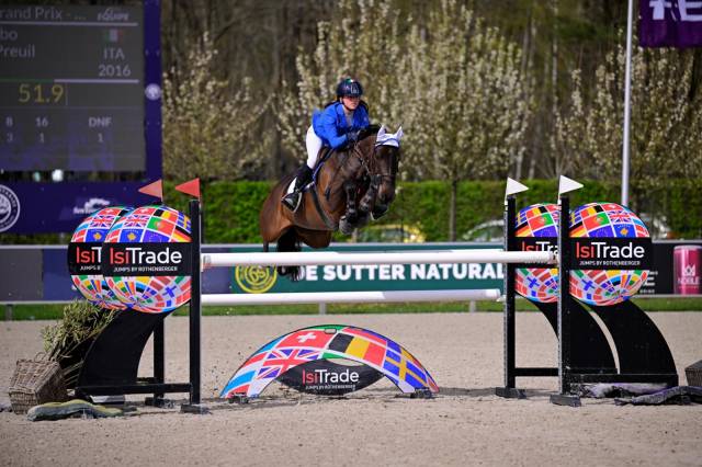 Castrone PFS Pony Francese da Sella Noleggio 2016 Baio