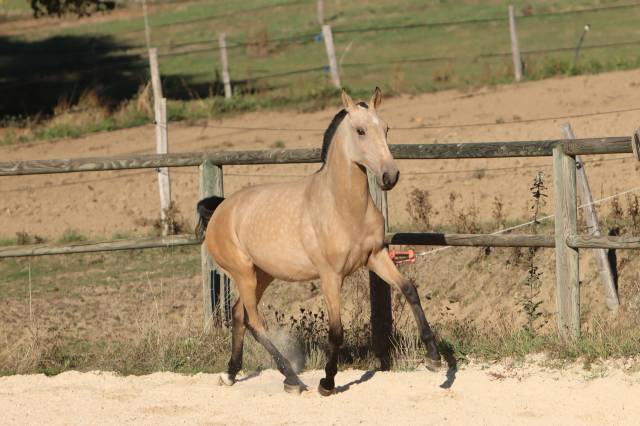 Puledra Lusitano In vendita 2025 Isabella ,  MAGISTRAL DE LA COMBE