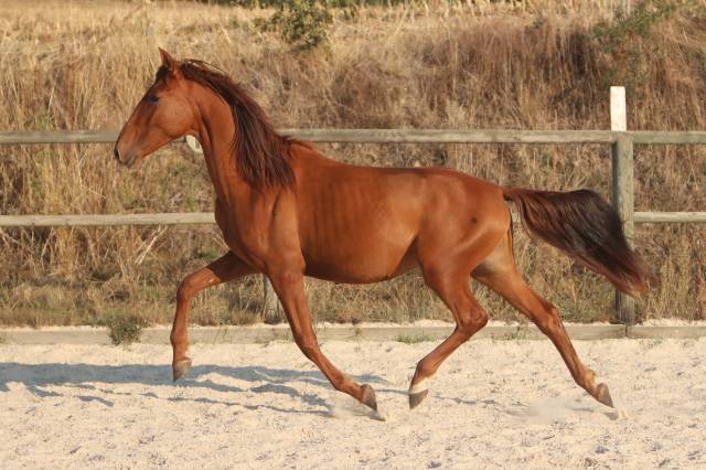 Puledro PRE Andaluso In vendita 2024 Sauro ,  GUAPO DE LA COMBE