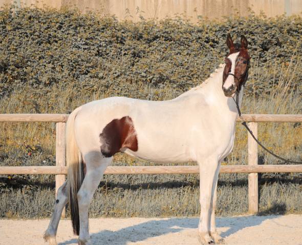 Cavalla KWPN Cavallo da Sport Neerlandese In vendita 2023 Tobiano ,  FOR FERRERO