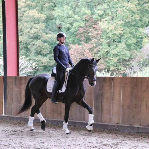 Castrone KWPN Cavallo da Sport Neerlandese In vendita 2023 Baio scuro ,  FOR FERRERO