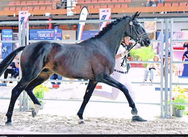 Intero Oldenburger In vendita 2024 Nero ,  MAXIMUS HP DU WINKEL