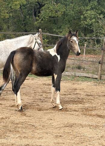 Cavalla PFS Pony Francese da Sella In vendita 2026 Pezzato