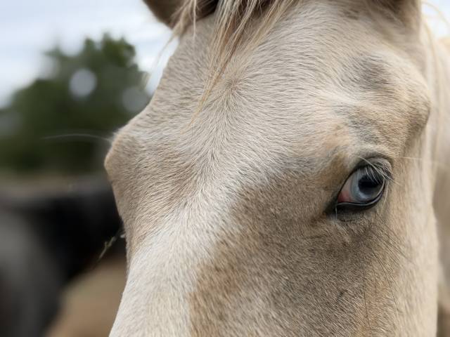 Intero PFS Pony Francese da Sella In vendita 2025 Pezzato