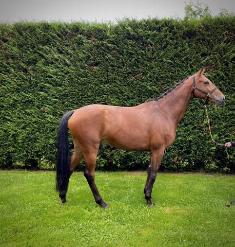 Vendesi cavallo KWPN