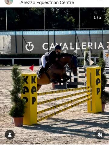 Vendo cavallo da salto ostacoli 